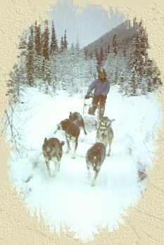 Training for the Yukon Quest. Sled Dog Race in Fairbanks