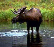 Moose, Alaska's official Land Mammal.